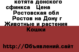 котята донского сфинкса › Цена ­ 4 000 - Ростовская обл., Ростов-на-Дону г. Животные и растения » Кошки   
